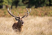 Red deer