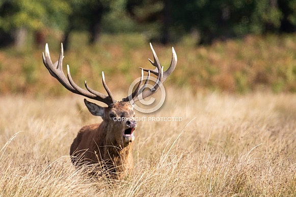 Red deer