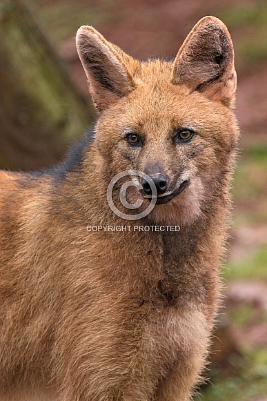 Maned Wolf Portrait Close Up Maned Wolf Portrait Close Up