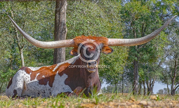 Texas Longhorn - Bos primigenius -bull laying on grass and looking at camera