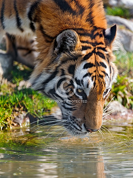 Amur Tiger