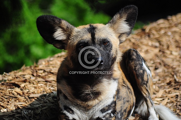 African Wild Dog (Lycaon pictus)