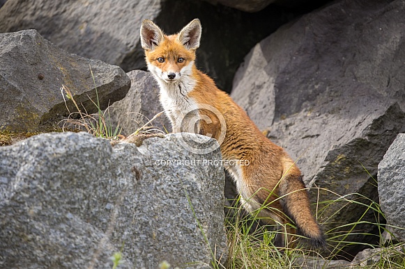 Young red fox cub in nature