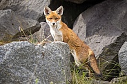 Young red fox cub in nature