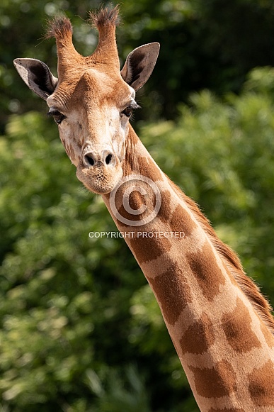 Kordofan Giraffe Portrait Shot Kordofan Giraffe Portrait Shot