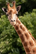 Kordofan Giraffe Portrait Shot