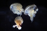 Japanese sea nettle (Chrysaora pacifica)