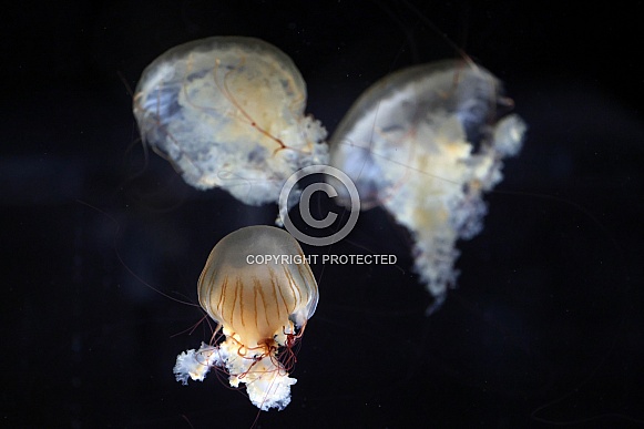 Japanese sea nettle (Chrysaora pacifica)