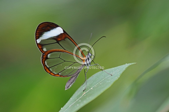 Glasswing Butterfly