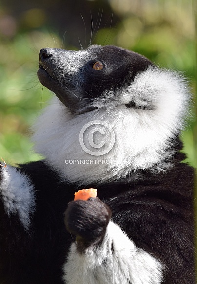 Black and White Ruffed Lemur