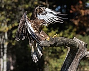 Common Buzzard