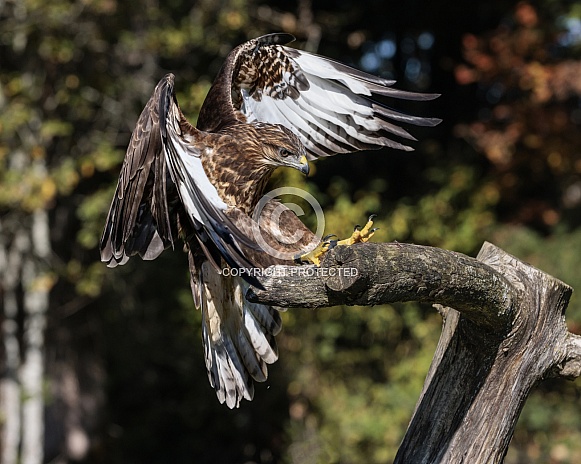 Common Buzzard