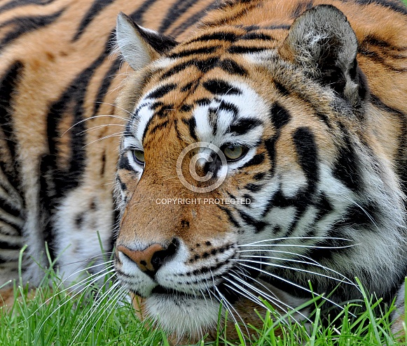 Siberian Tiger Siberian Tiger