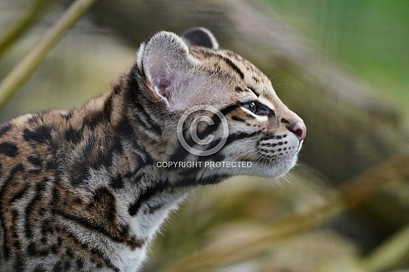 Ocelot