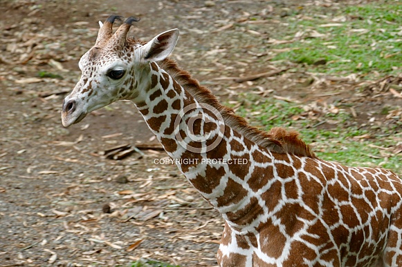 Baby Giraffe Baby Giraffe