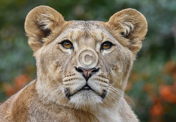 African Lion