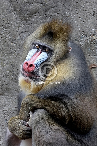 Mandrill (Mandrillus sphinx) Mandrill (Mandrillus sphinx)