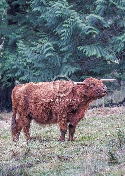 Highland Cow
