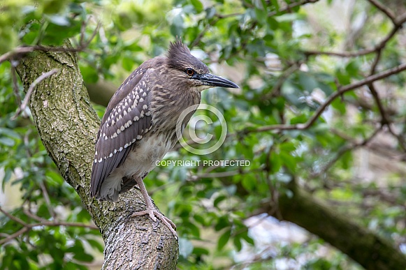 Black-crowned night heron (Nycticorax nycticorax) Black-crowned night heron (Nycticorax nycticorax)