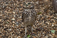 Burrowing Owl Standing Tall