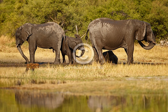 African elephant in the nature habitat