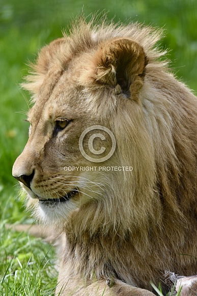 African Lion