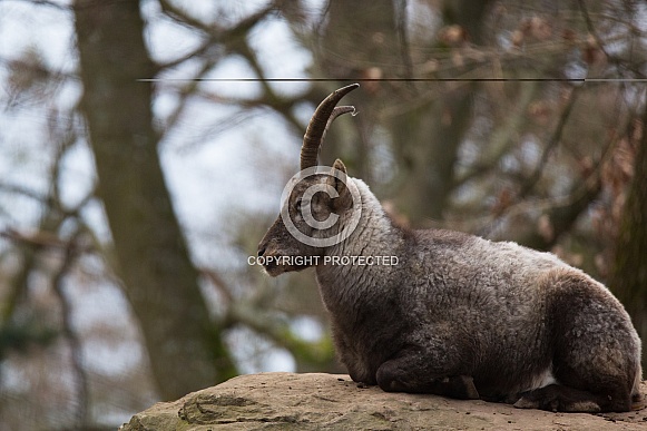 Ibex