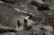 North American Badger