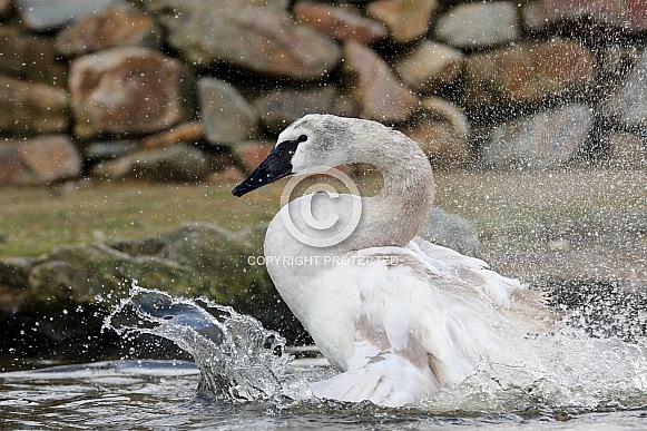 Trumpeter Swan (Cygnus buccinator)