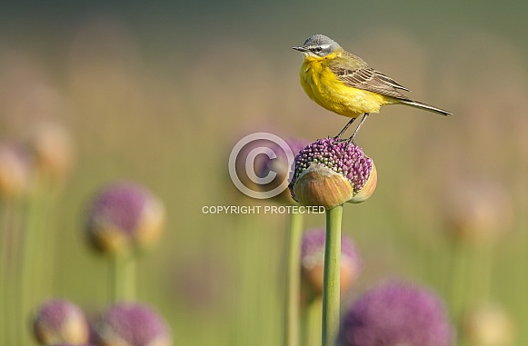 Yellow Wagtail bird