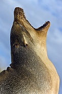 Galapagos Sea Lion - Galapagos Islands - Ecuador