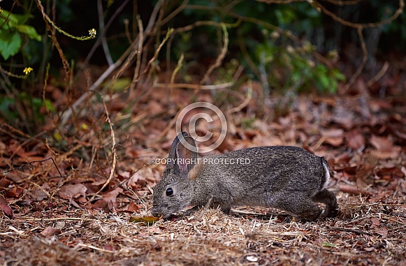 Cottontail Rabbit