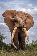 Elephant big tusker