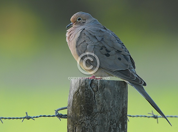 mourning dove - Zenaida macroura - is a member of the dove family, Columbidae. The bird is also known as the American mourning dove, the rain dove, and colloquially as the turtle dove