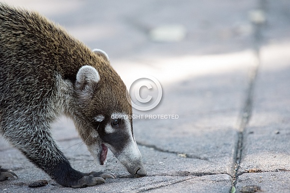 Coatimundi Coatimundi