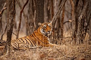 Beautiful tiger in the nature habitat. Tiger pose in amazing light. Wildlife scene with wild animal. Indian wildlife. Indian tiger. Panthera tigris tigris.