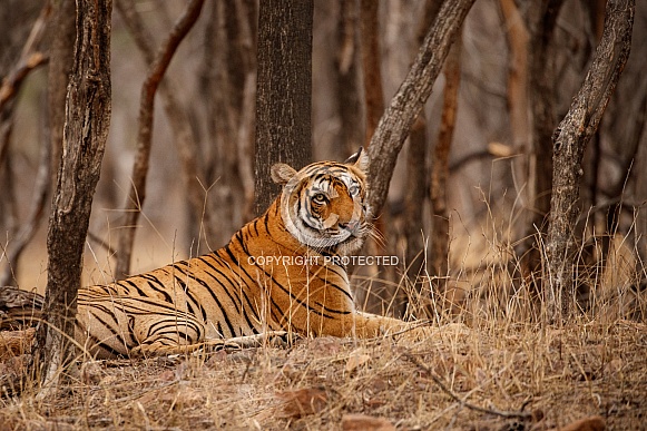 Beautiful tiger in the nature habitat. Tiger pose in amazing light. Wildlife scene with wild animal. Indian wildlife. Indian tiger. Panthera tigris tigris.