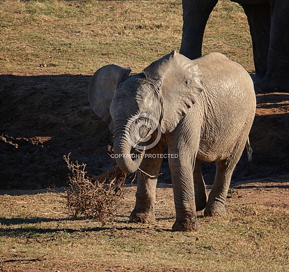 Baby African Elephant