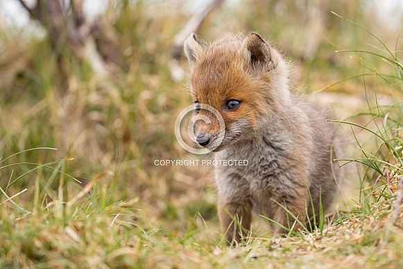 Red fox cubs