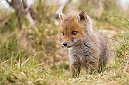 Red fox cubs