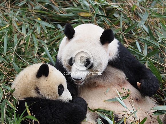 Giant Panda