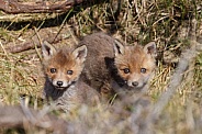 Red fox cubs in there natural habitat