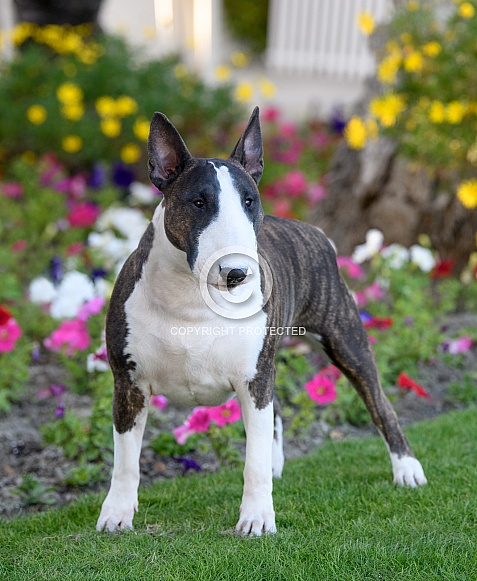 Portrait of a bull terrier by flowers