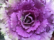 Close up of cabbage leaves