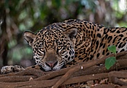 Resting Jaguar