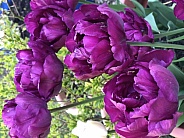 Purple Tulips
