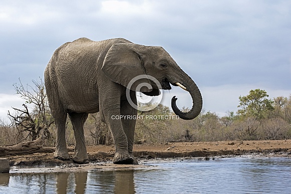 African Elephant African Elephant