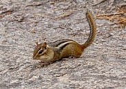 Chipmunk
