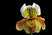 Venus slipper Orchid