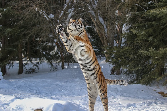 Siberian Tiger in deep snow